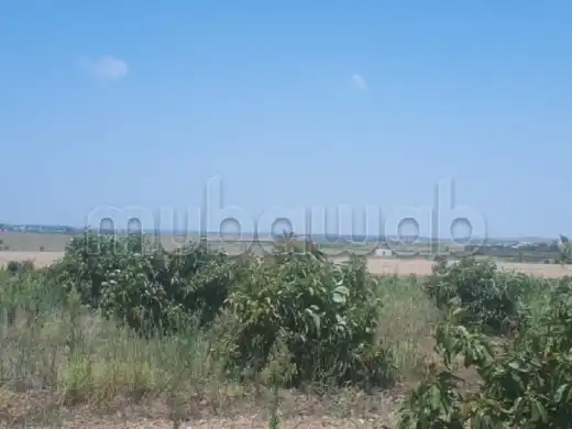 ٍٍVaste étendue de terres agricole en vente – Es Saada, Marrakech – 15 000 000 DH — photo 2