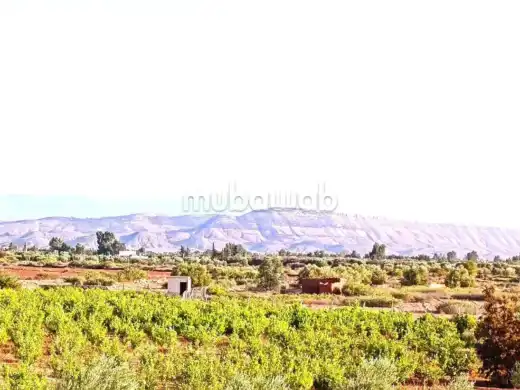 ٍٍVaste étendue de terres agricole en vente – Es Saada, Marrakech – 15 000 000 DH — photo 3